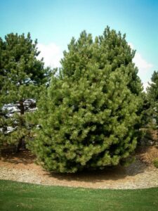 Сосна Чёрная (Pinus Nigra) купить по цене от 270.00р. в интернет-магазине «Посадика» с доставкой почтой в в Старая Купавнае и по всей России – [изображение №1].