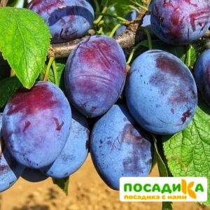 Слива Чачакская ранняя купить по цене от 229.00р. в интернет-магазине «Посадика» с доставкой почтой в в Старая Купавнае и по всей России – [изображение №1].