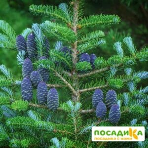 Пихта корейская (Abies koreana) купить по цене от 450.00р. в интернет-магазине «Посадика» с доставкой почтой в в Старая Купавнае и по всей России – [изображение №1].