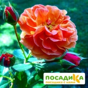 Роза Арабия купить по цене от 350.00р. в интернет-магазине «Посадика» с доставкой почтой в в Старая Купавнае и по всей России – [изображение №1].