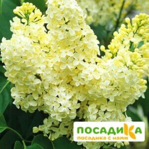 Сирень Примроуз (Primrose) купить по цене от 529.00р. в интернет-магазине «Посадика» с доставкой почтой в в Старая Купавнае и по всей России – [изображение №1].