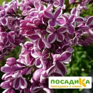 Сирень Сенсация купить по цене от 529.00р. в интернет-магазине «Посадика» с доставкой почтой в в Старая Купавнае и по всей России – [изображение №1].