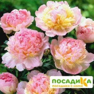 Пион Распберри Сандей (Paeonia Raspberry Sundae) купить по цене от 959р. в интернет-магазине «Посадика» с доставкой почтой в в Старая Купавнае и по всей России – [изображение №1].