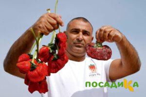 Клубника Гигант Джорнея купить по цене от 266р. в интернет-магазине «Посадика» с доставкой почтой в в Старая Купавнае и по всей России – [изображение №1].