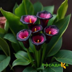 Калла Аура Лейс купить по цене от 400р. в интернет-магазине «Посадика» с доставкой почтой в в Старая Купавнае и по всей России – [изображение №1].