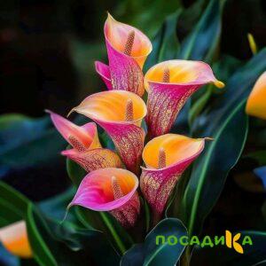 Калла Оникс купить по цене от 450р. в интернет-магазине «Посадика» с доставкой почтой в в Старая Купавнае и по всей России – [изображение №1].