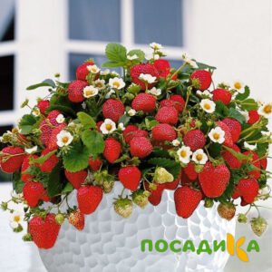 Клубника Рубиновый Шепот (горшечная) купить по цене от 240р. в интернет-магазине «Посадика» с доставкой почтой в в Старая Купавнае и по всей России – [изображение №1].