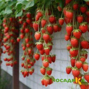 Клубника вьющаяся Комплимент купить по цене от 470р. в интернет-магазине «Посадика» с доставкой почтой в в Старая Купавнае и по всей России – [изображение №1].