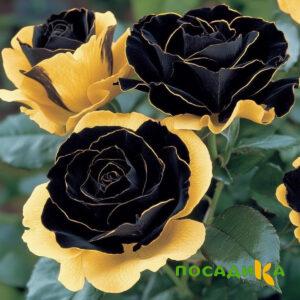 Роза Ханни Сикл купить по цене от 700р. в интернет-магазине «Посадика» с доставкой почтой в в Старая Купавнае и по всей России – [изображение №1].