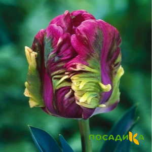 Тюльпан Экзотик Хэвен купить по цене от 186р. в интернет-магазине «Посадика» с доставкой почтой в в Старая Купавнае и по всей России – [изображение №1].